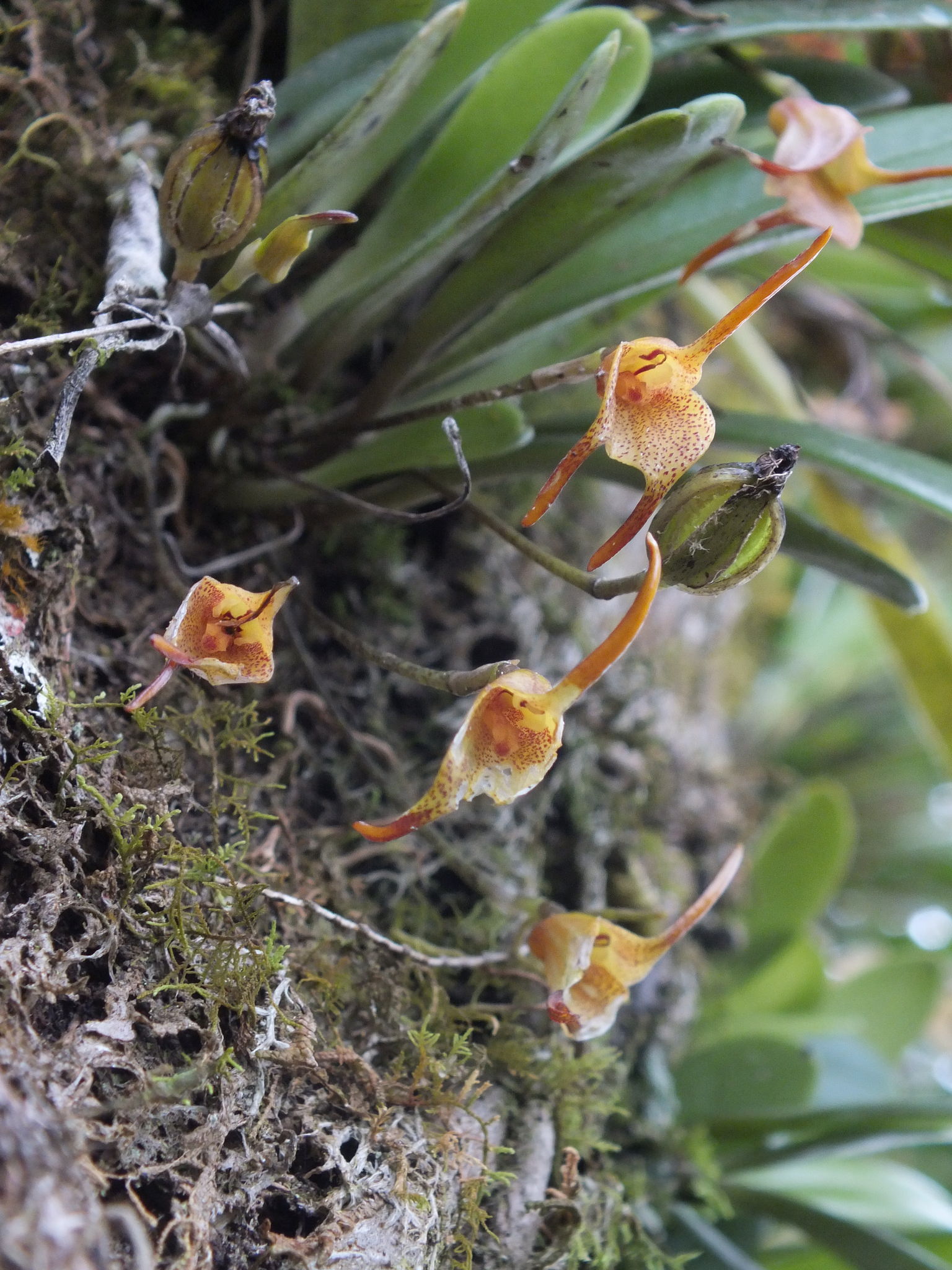 Masdevallia floribunda
